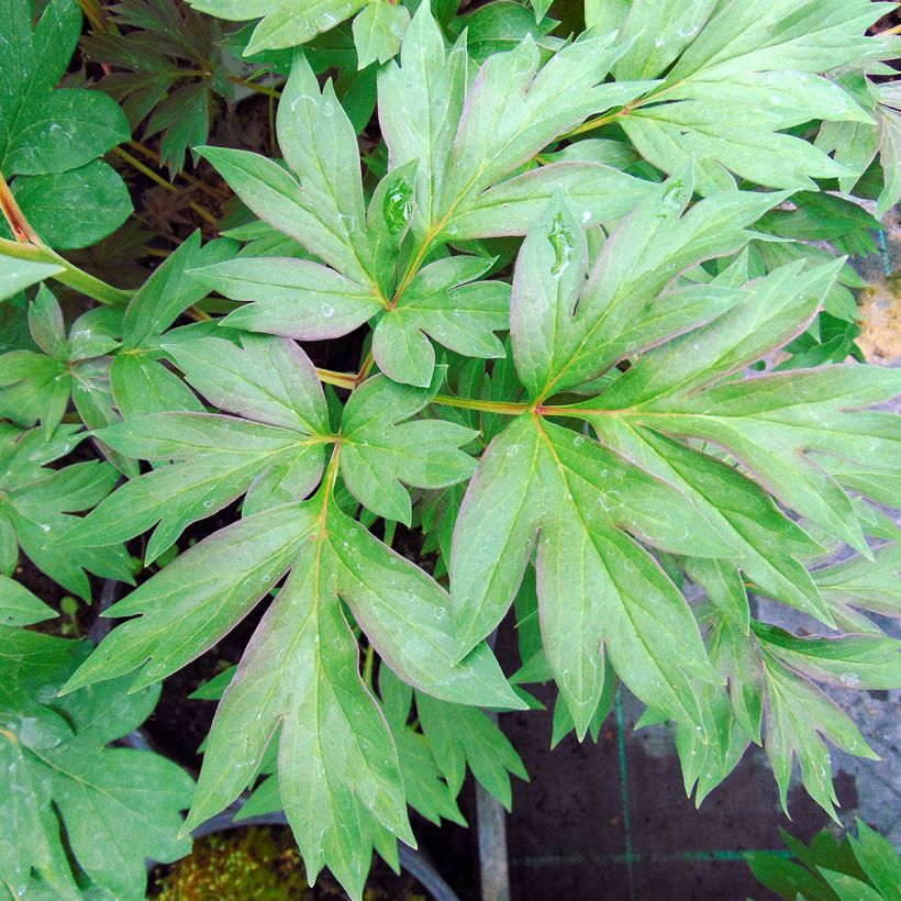 Paeonia Itoh Cora Louise (Laub)