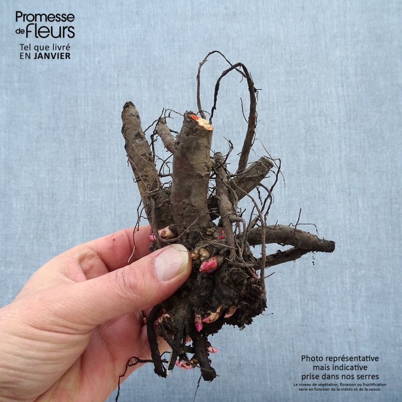 Exemplar von Paeonia Itoh Garden Treasure Stamm 3/5 Augen wie im Winter geliefert
