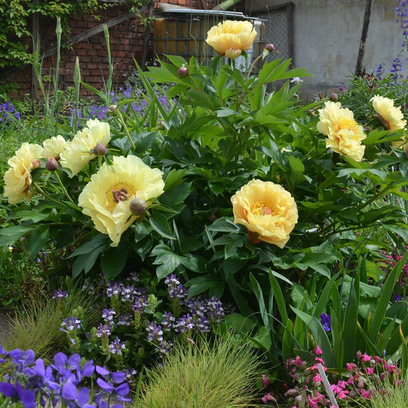 Paeonia Itoh Garden Treasure (Wuchs)