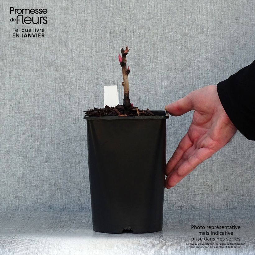 Exemplar von Paeonia lutea Hai Huang - Strauch-Pfingstrose Topf mit 3L/4L wie im Winter geliefert