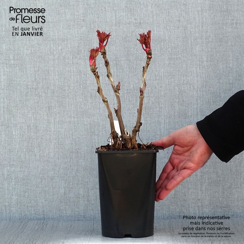 Exemplar von Paeonia suffruticosa Lu He Hong - Strauch-Pfingstrose Topf mit 2L/3L wie im Winter geliefert
