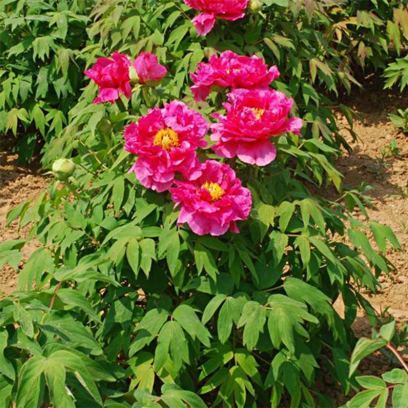 Paeonia suffruticosa Ri Yue Jin - Strauch-Pfingstrose (Wuchs)