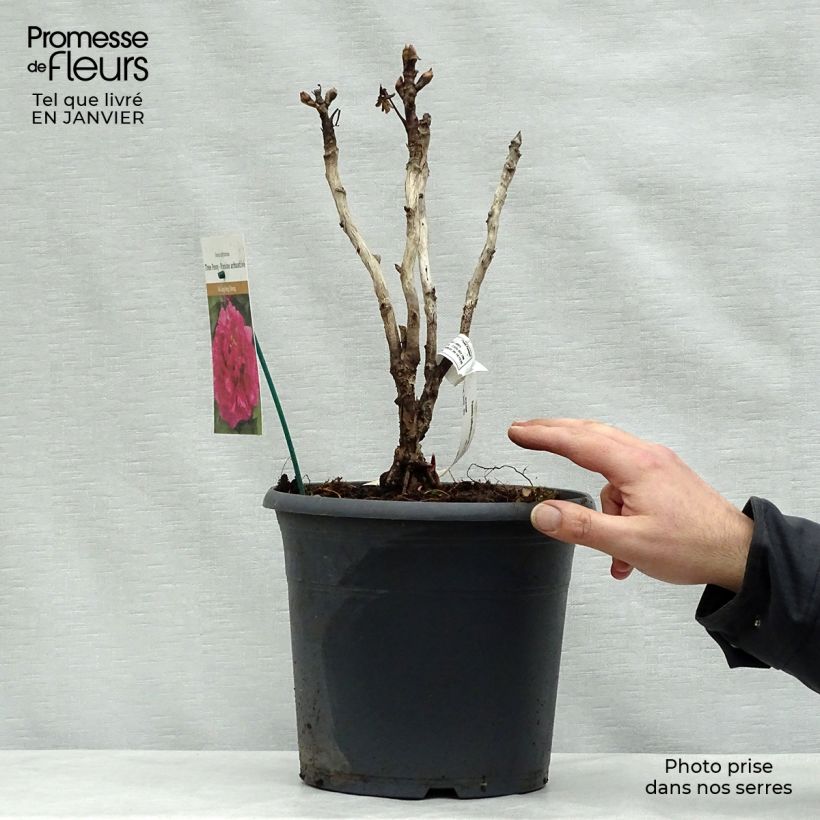 Exemplar von Paeonia suffruticosa Wu Long Peng Sheng - Strauch-Pfingstrose Topf mit 6L/7L wie im Winter geliefert