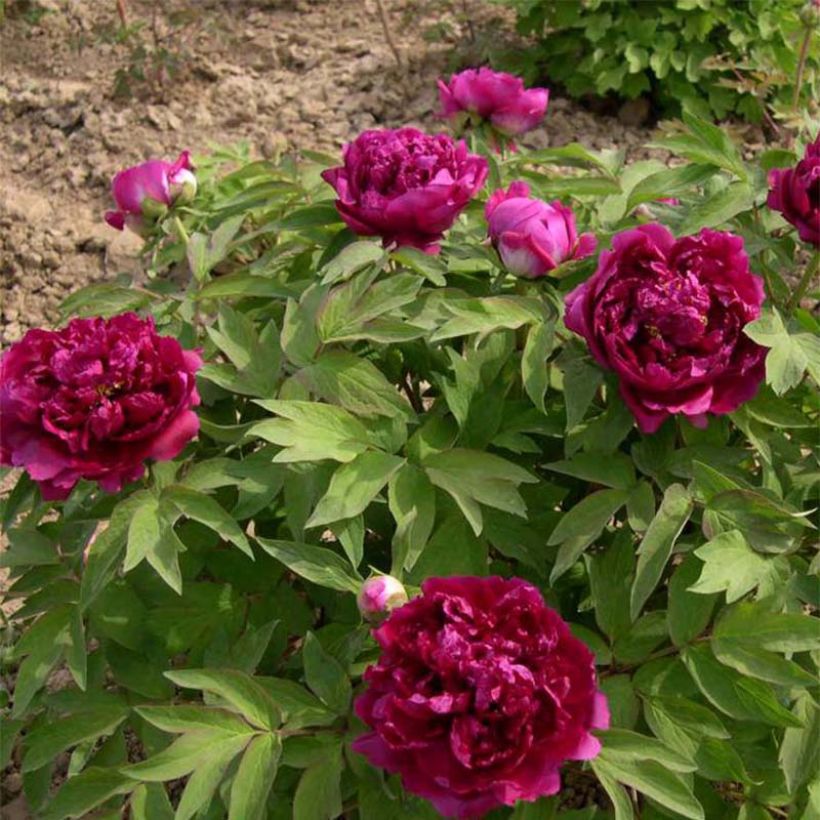 Paeonia suffruticosa Bai Yuan Hong Xia - Strauch-Pfingstrose (Wuchs)