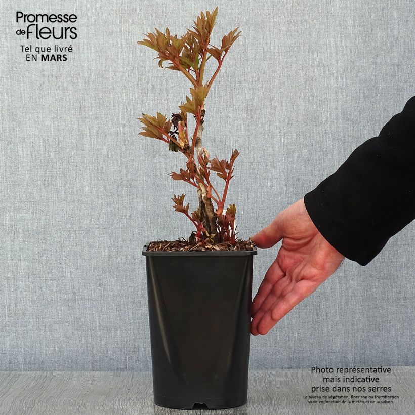 Exemplar von Pivoine arbustive Fen He Piao Jiang - Paeonia suffruticosa Pot de 2L/3L wie im Winter geliefert