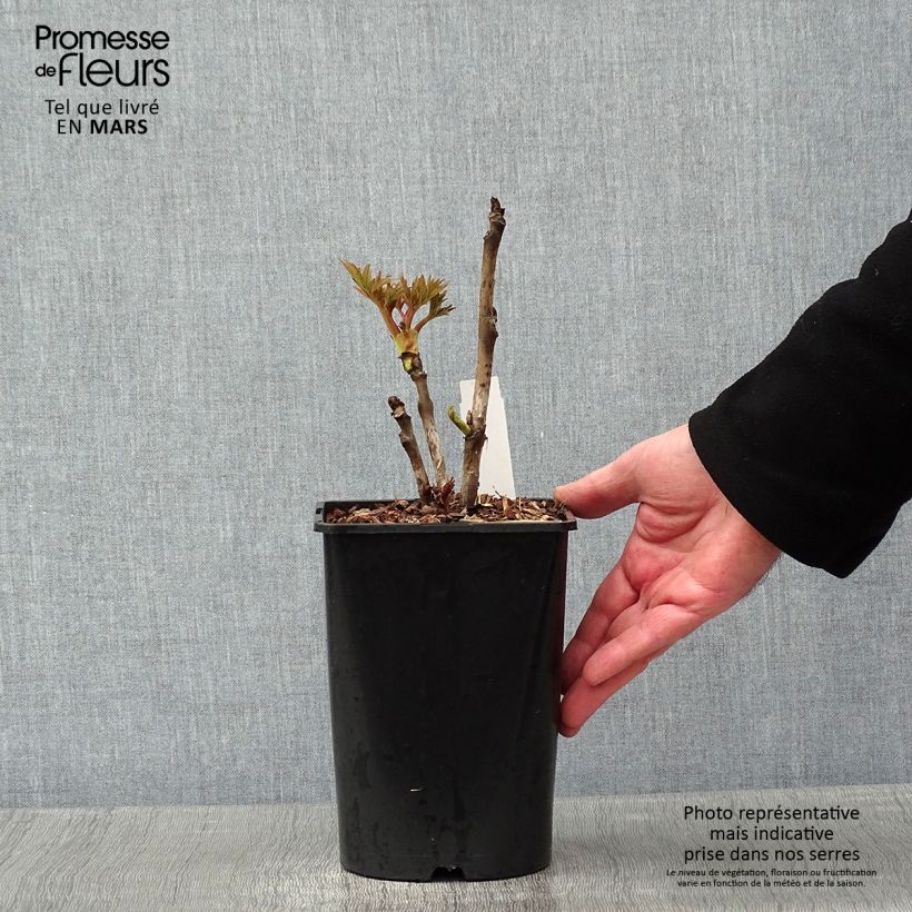 Exemplar von Pivoine arbustive Rou Fu Rong - Paeonia suffruticosa Pot de 2L/3L wie im Winter geliefert