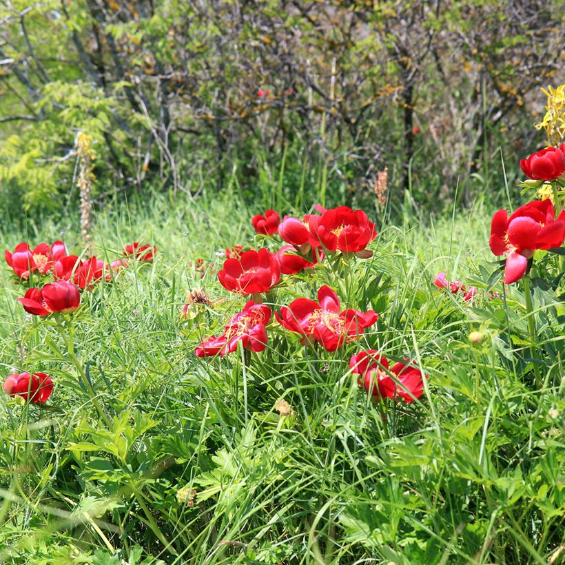 Paeonia peregrina - Pfingstrose (Wuchs)