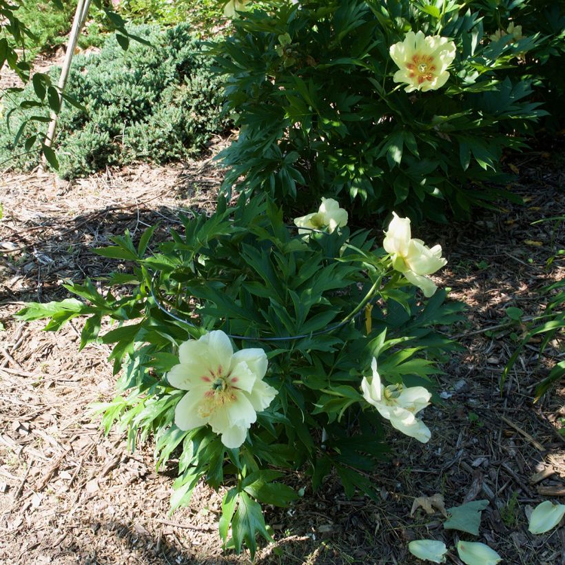 Paeonia Itoh Viking Full Moon (Wuchs)