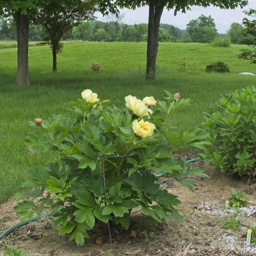 Paeonia Itoh Yellow Crown (Wuchs)