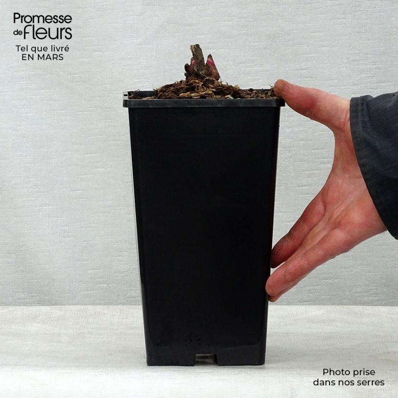 Exemplar von Paeonia lactiflora Adolphe Rousseau - Edel-Pfingstrosen Topf mit 3L/4L wie im Frühjahr geliefert