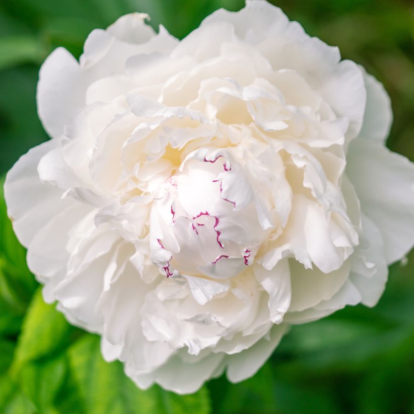 Paeonia lactiflora Avalanche - Edel-Pfingstrosen (Blüte)
