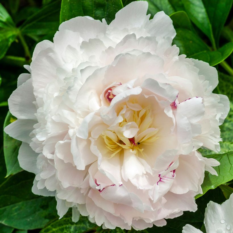 Paeonia lactiflora Boule de Neige - Edel-Pfingstrosen (Blüte)