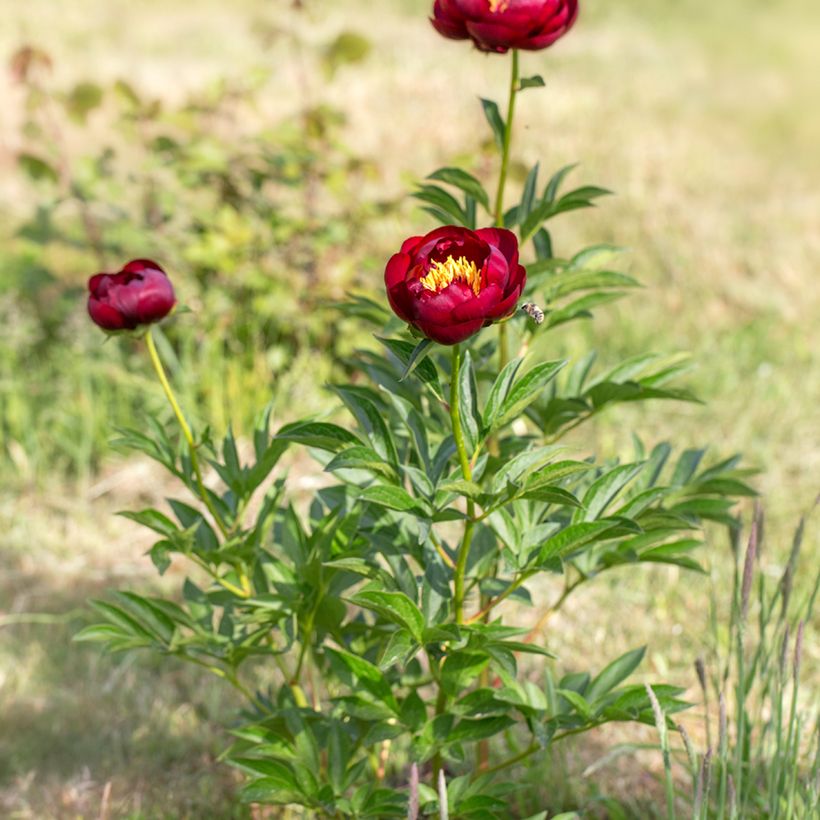 Paeonia lactiflora Buckeye Belle - Edel-Pfingstrosen (Wuchs)