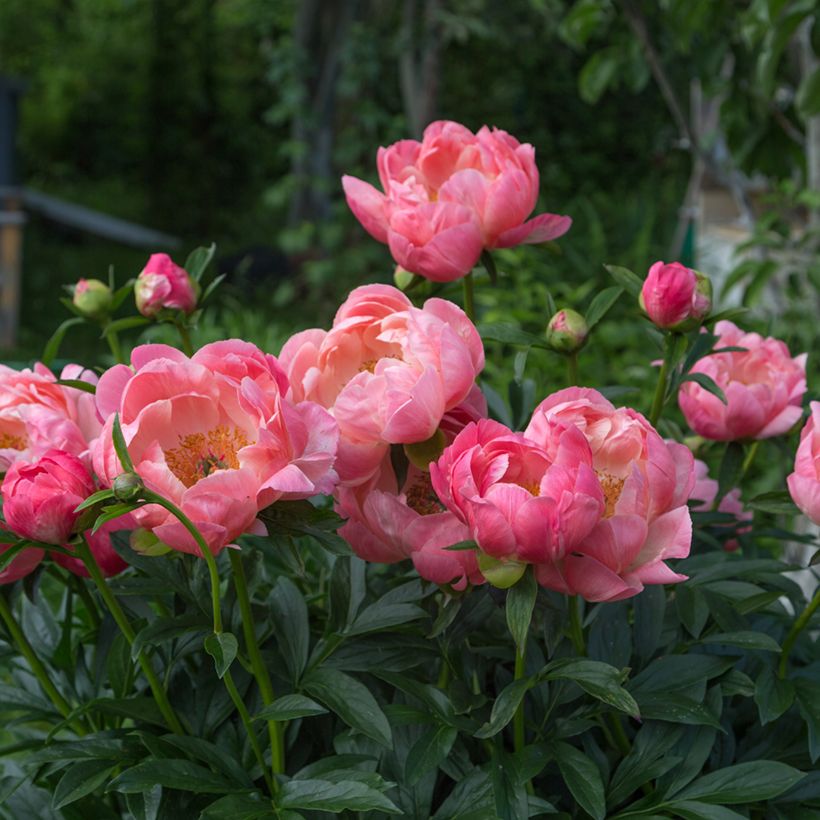 Paeonia lactiflora Coral Charm - Edel-Pfingstrosen (Wuchs)
