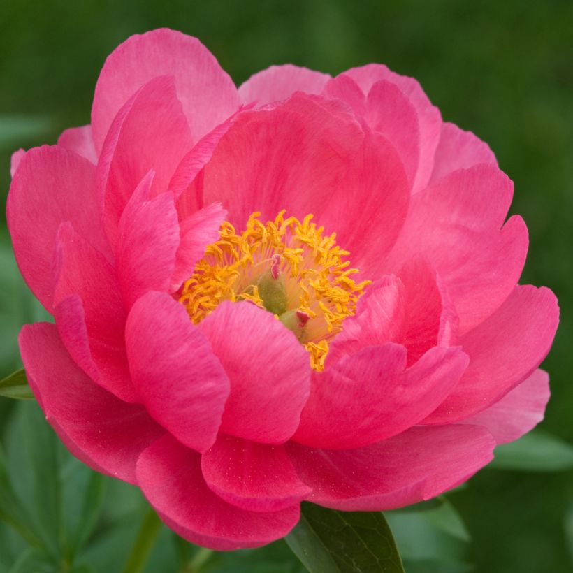 Paeonia lactiflora Cytherea - Edel-Pfingstrosen (Blüte)