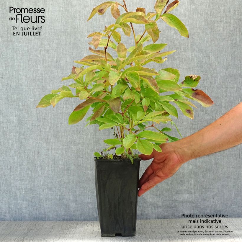 Exemplar von Paeonia lactiflora Festiva Maxima - Edel-Pfingstrosen Topf mit 3L/4L wie im Sommer geliefert
