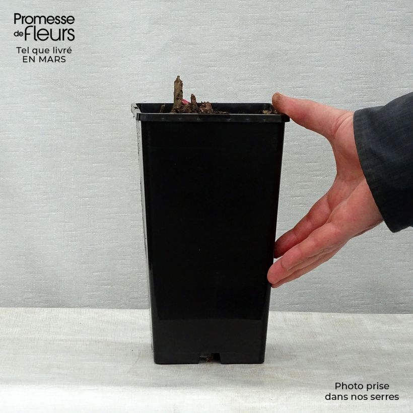 Example of Paeonia lactiflora Gay Paree - Edel-Pfingstrosen Topf mit 3L/4L as you get in printemps