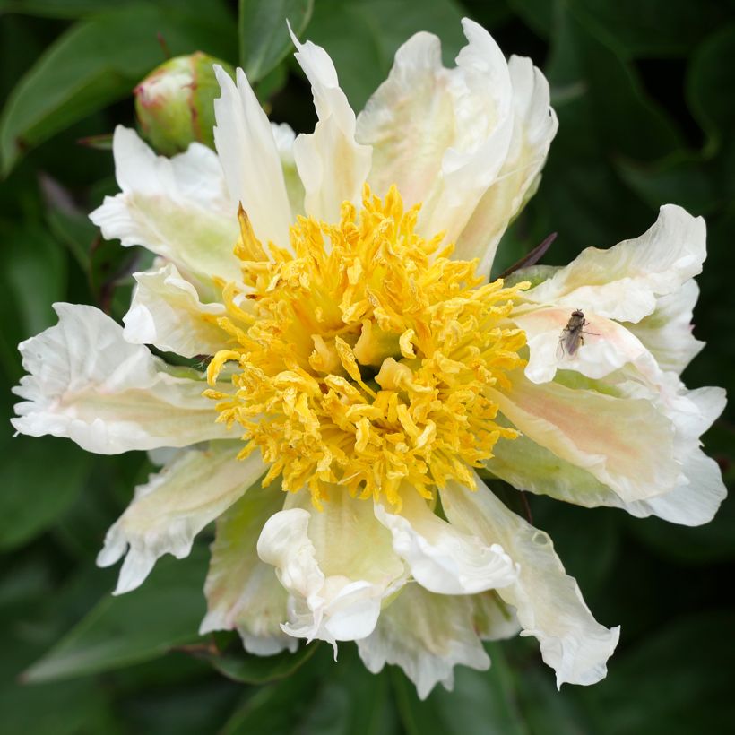 Paeonia lactiflora Green Lotus - Edel-Pfingstrosen (Flowering)