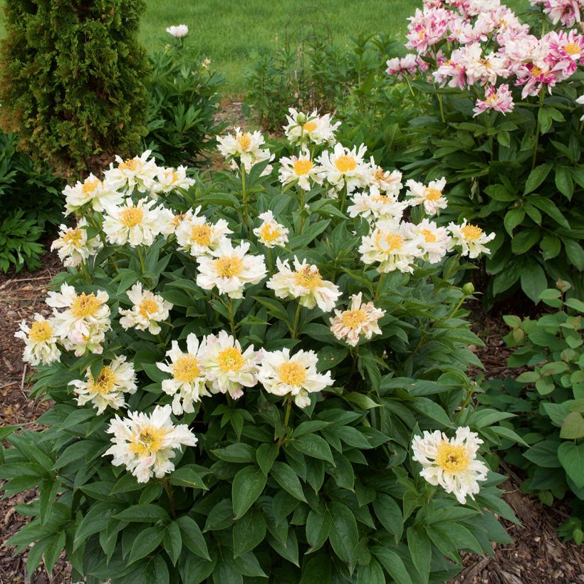 Paeonia lactiflora Green Lotus - Edel-Pfingstrosen (Plant habit)