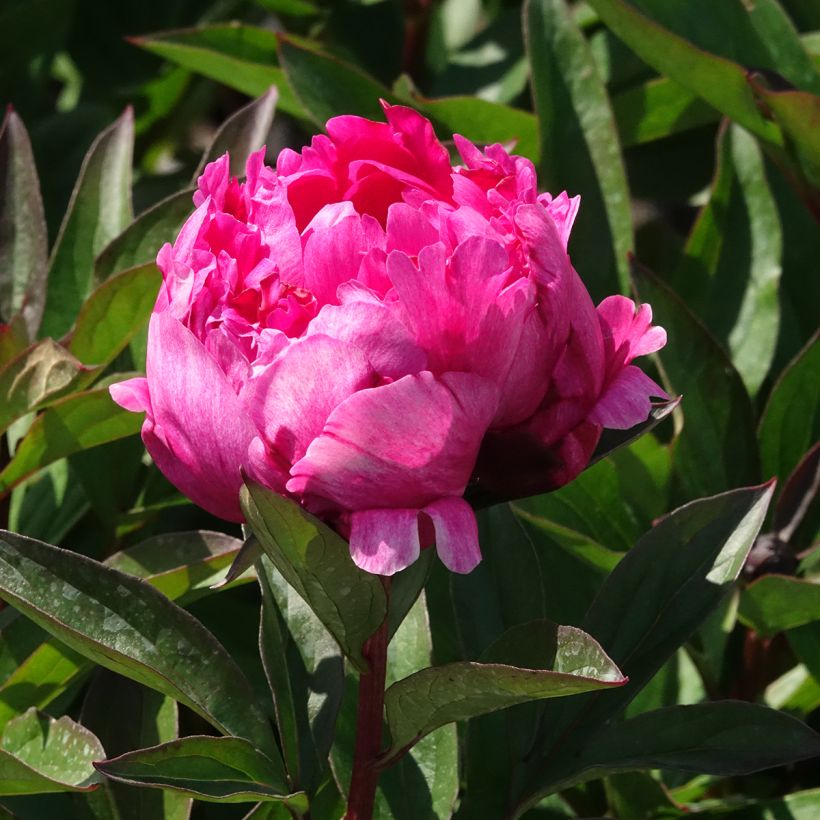 Paeonia lactiflora Kansas - Edel-Pfingstrosen (Blüte)