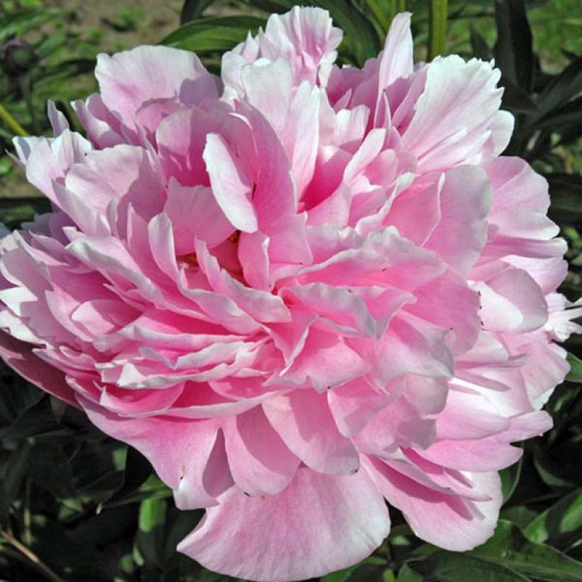 Paeonia lactiflora Miss Eckhardt - Edel-Pfingstrosen (Blüte)