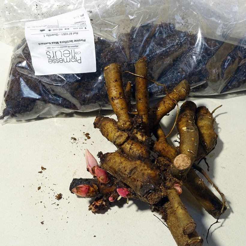 Beispiel eines Exemplars von Paeonia lactiflora Miss Eckhardt - Edel-Pfingstrosen Stamm 3/5 Augen wie geliefert