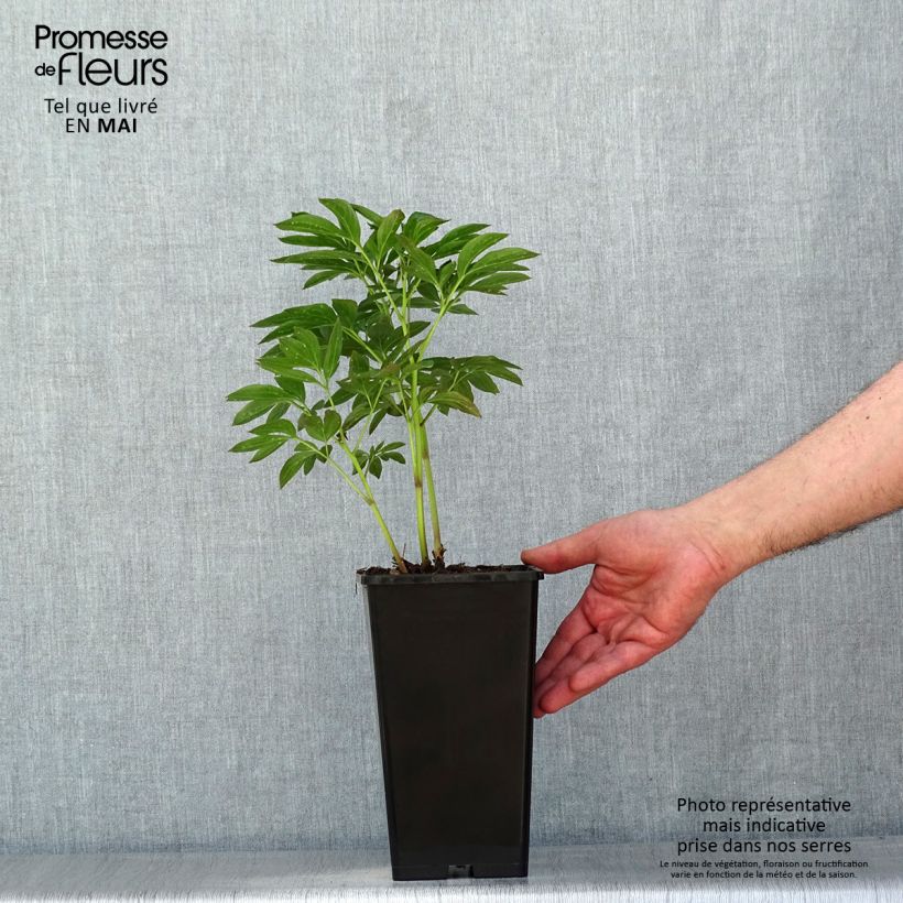 Exemplar von Paeonia lactiflora Miss Eckhardt - Edel-Pfingstrosen Topf mit 3L/4L wie im Frühjahr geliefert