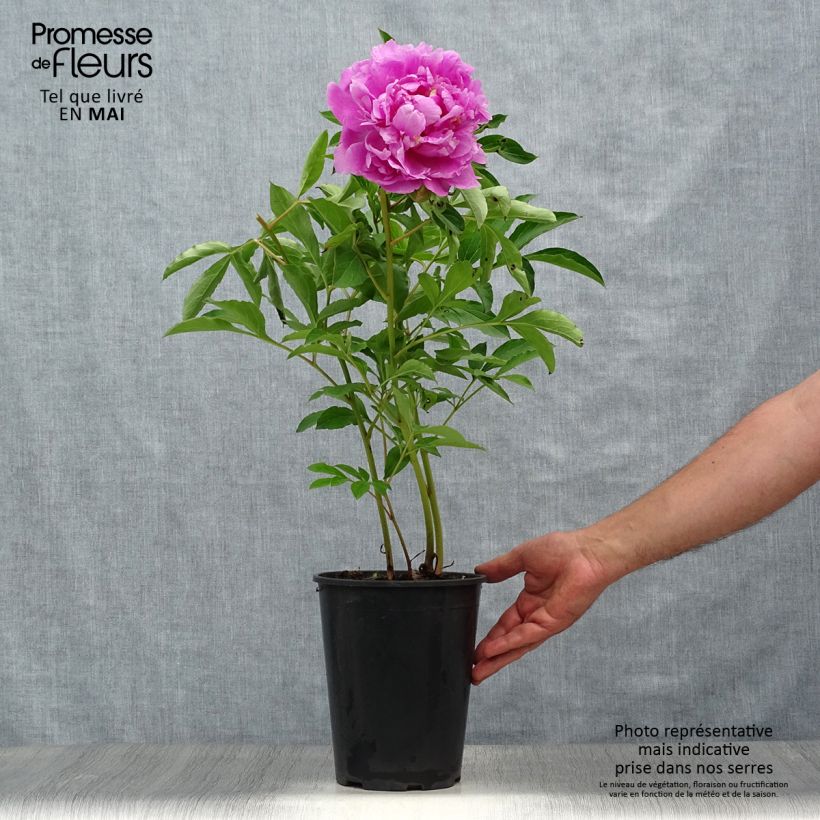 Exemplar von Paeonia lactiflora Monsieur Jules Elie - Edel-Pfingstrosen Topf mit 3L/4L wie im Frühjahr geliefert