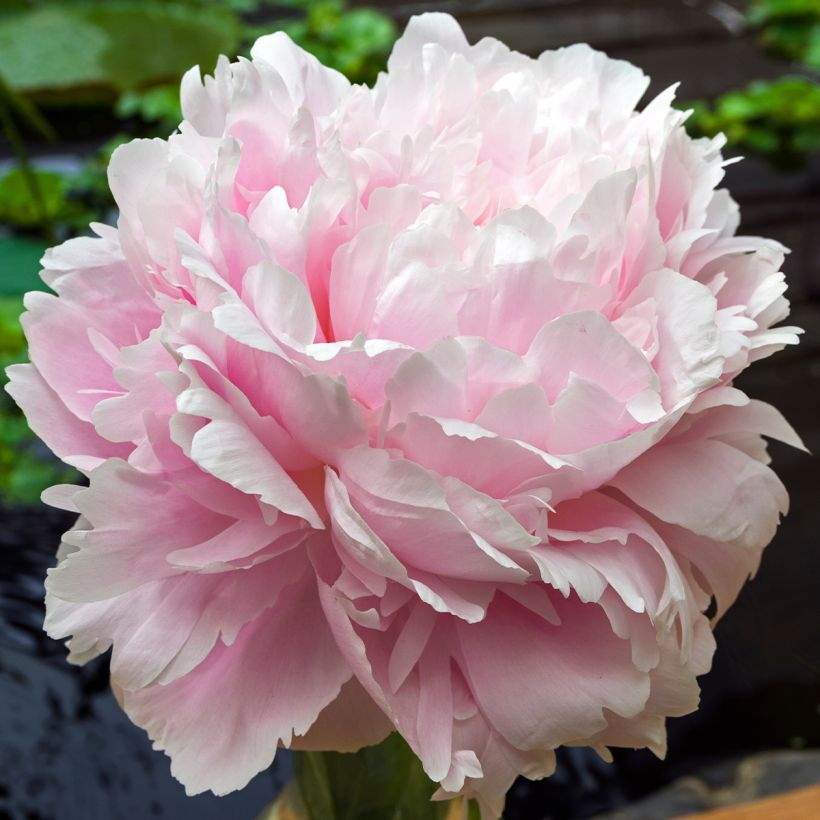 Paeonia lactiflora Morning Kiss - Edel-Pfingstrosen (Blüte)