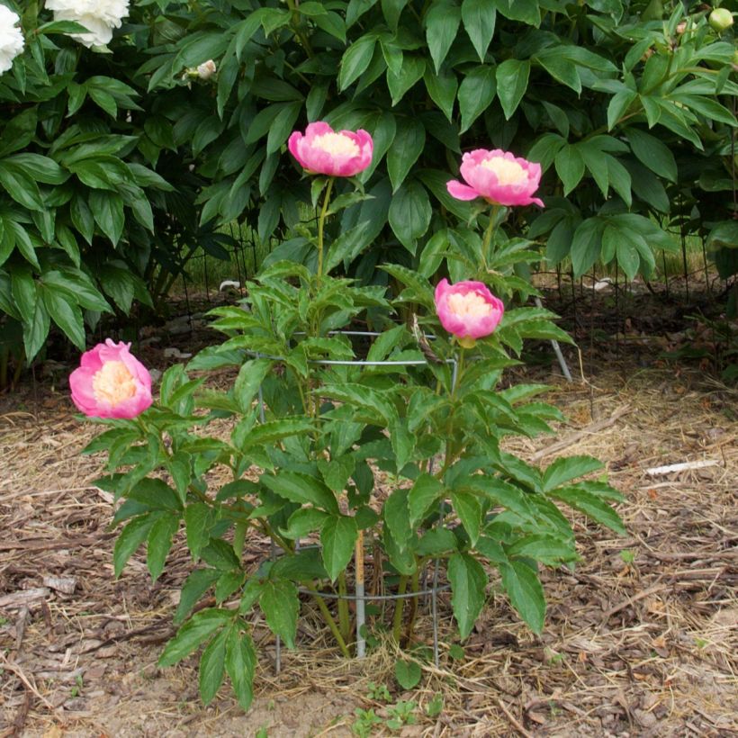 Paeonia lactiflora Mr G.F. Hemerik - Edel-Pfingstrosen (Plant habit)