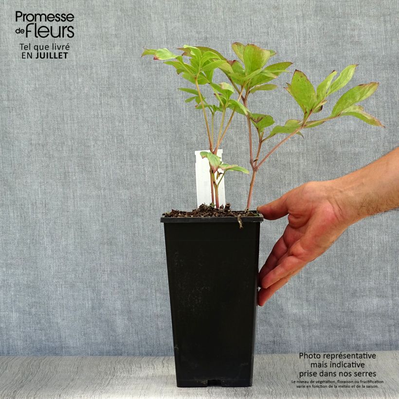 Exemplar von Paeonia lactiflora Nippon Beauty - Edel-Pfingstrosen Topf mit 3L/4L wie im Sommer geliefert