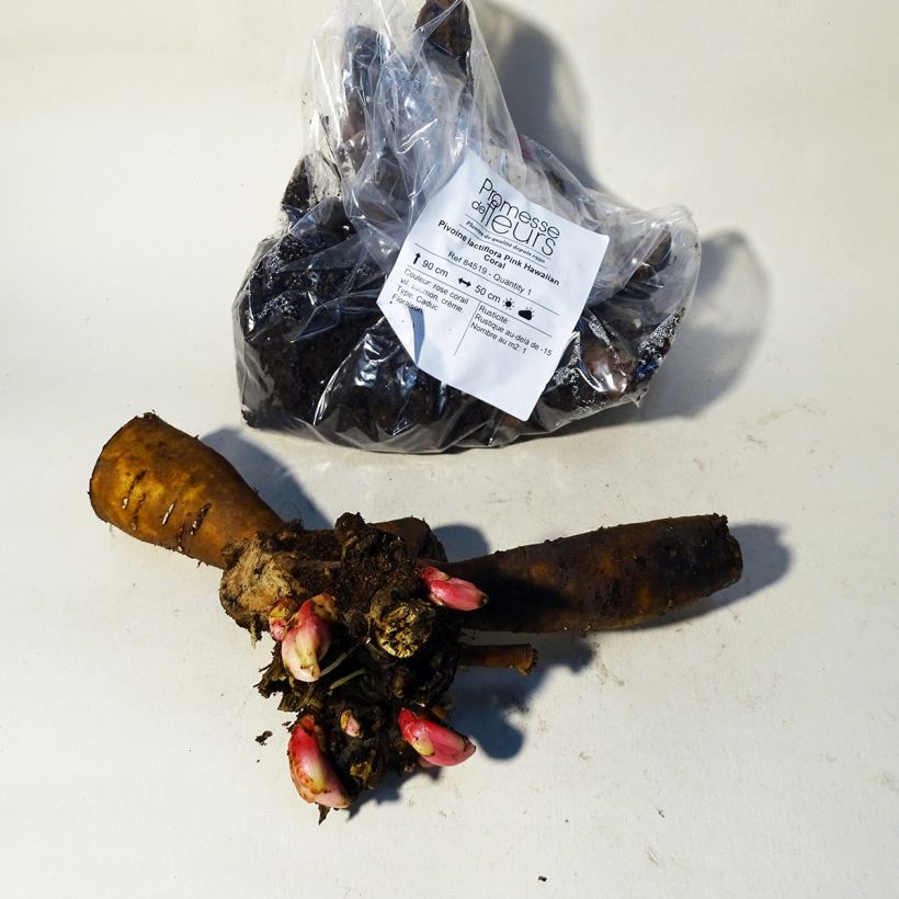 Exemplar von Paeonia lactiflora Pink Hawaiian Coral - Edel-Pfingstrosen Stamm 3/5 Augen wie im Frühjahr geliefert