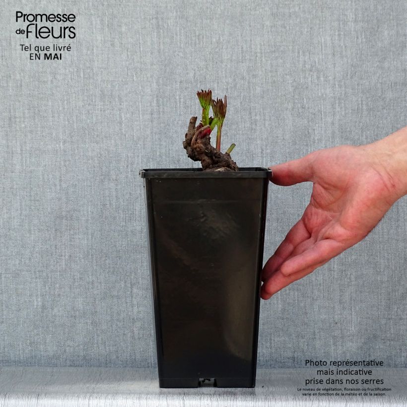 Exemplar von Paeonia lactiflora Reine Hortense - Edel-Pfingstrosen Topf mit 4L/5L wie im Frühjahr geliefert