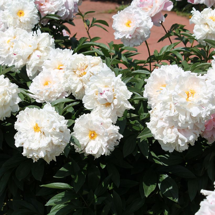 Paeonia lactiflora Reine Hortense - Edel-Pfingstrosen (Wuchs)
