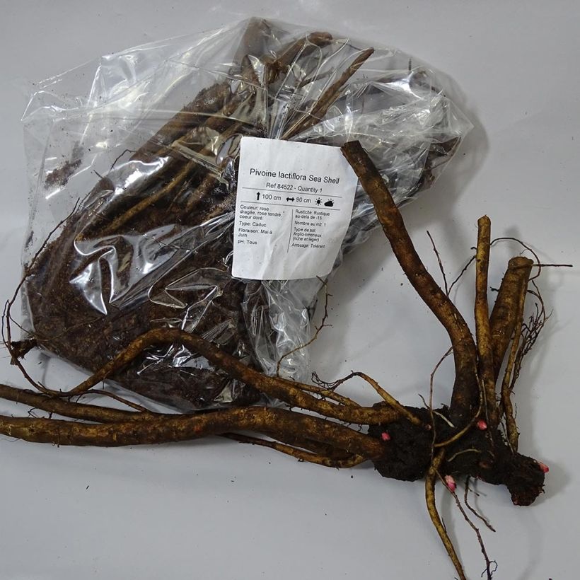 Beispiel eines Exemplars von Paeonia lactiflora Sea Shell - Edel-Pfingstrosen Stamm 3/5 Augen wie geliefert