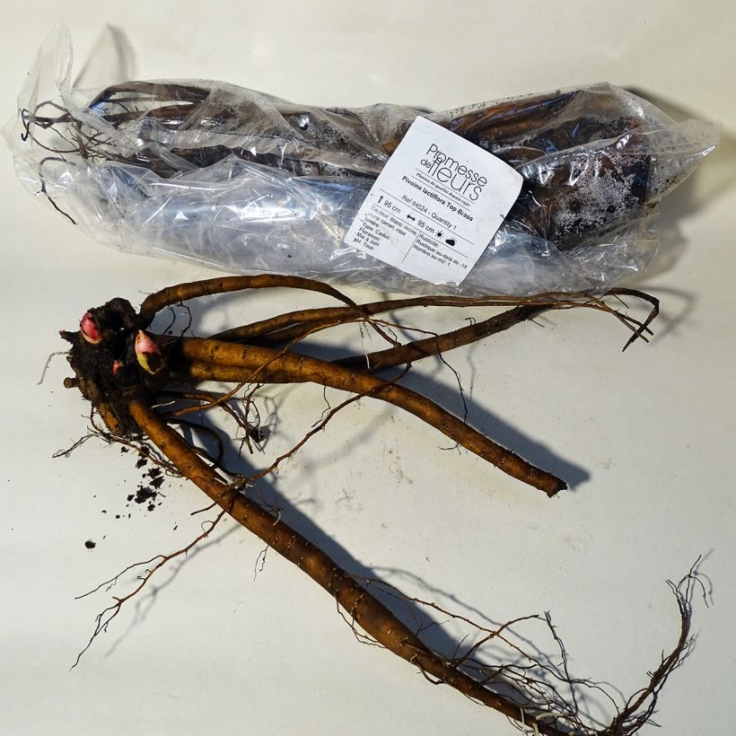 Exemplar von Paeonia lactiflora Top Brass - Edel-Pfingstrosen Stamm 3/5 Augen wie im Frühjahr geliefert