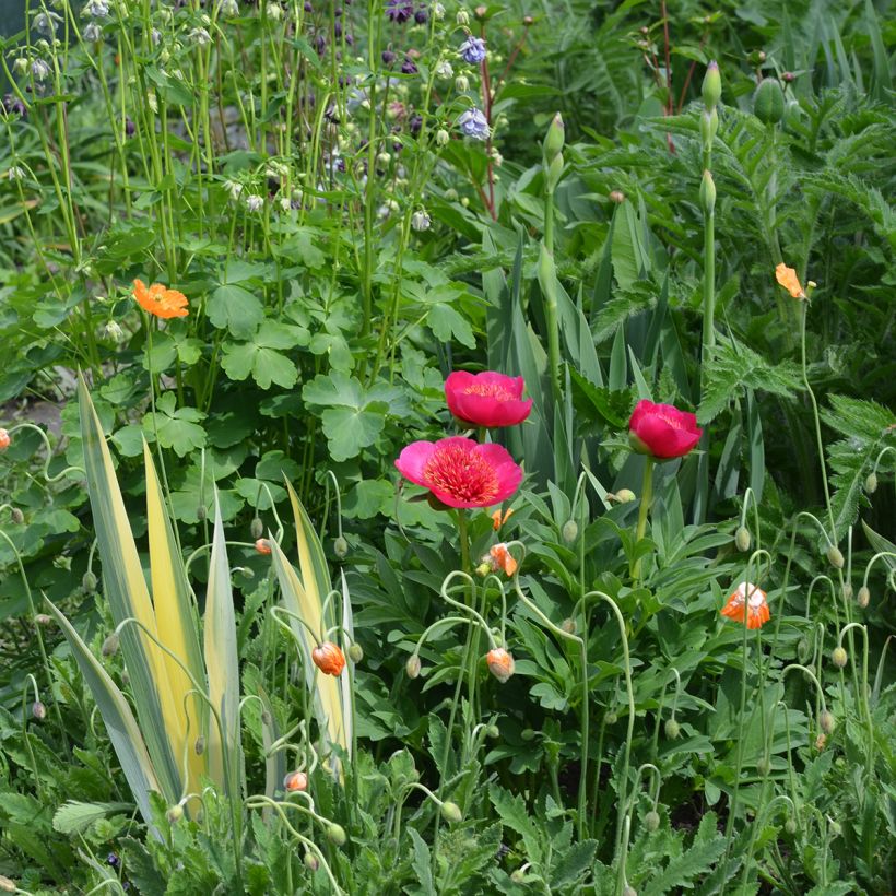 Pivoine officinale Anemoniflora - Pfingstrose (Wuchs)