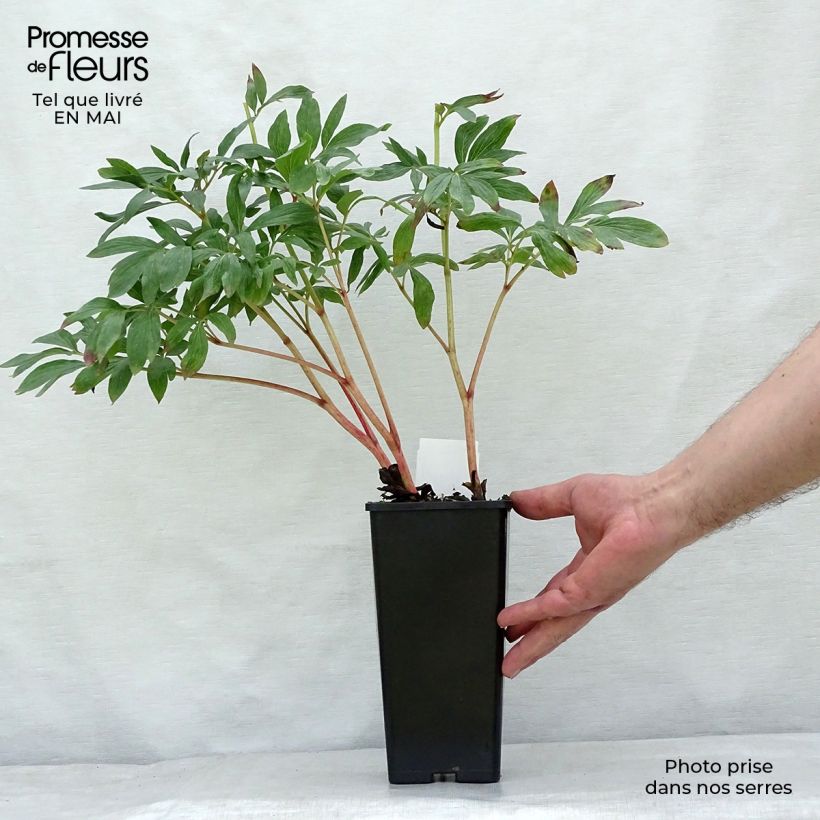 Exemplar von Paeonia officinalis Rosea Plena - Pfingstrose Topf 12 cm / 13 cm wie im Frühjahr geliefert