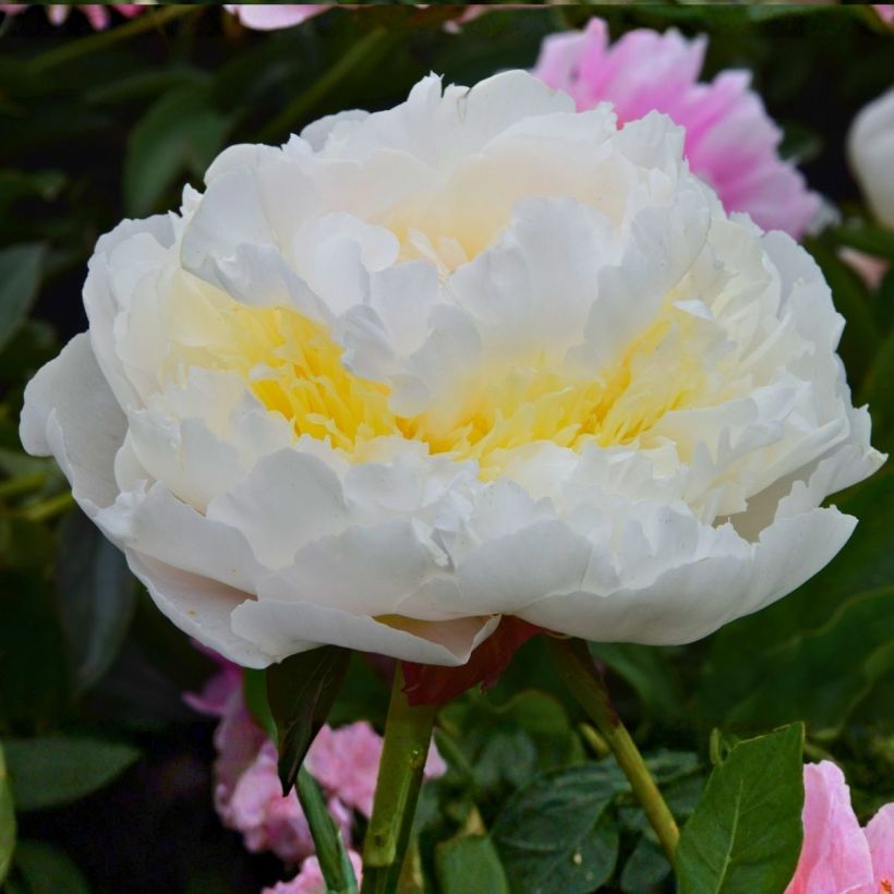 Pivoine lactiflora Blush Queen - Edel-Pfingstrosen (Blüte)