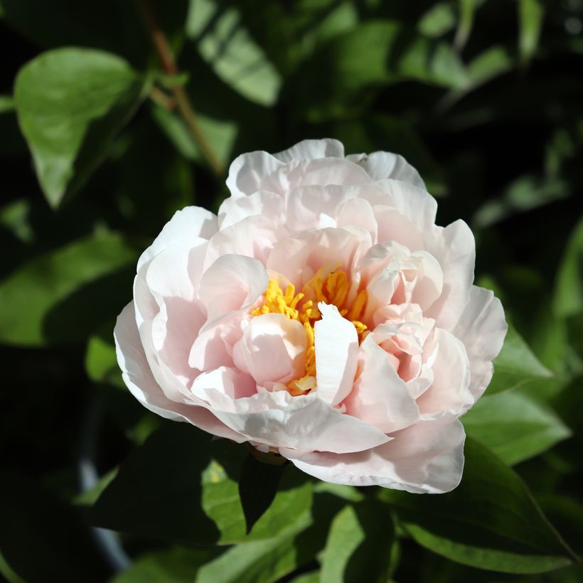 Pivoine Blushing Princess - Edel-Pfingstrosen (Blüte)