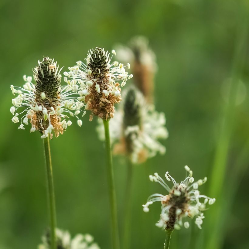 Spitz-Wegerich Bio - Ferme de Sainte Marthe - Plantago lanceolata (Blüte)