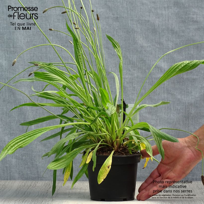 Example of Spitz-Wegerich - Plantago lanceolata Topf mit 1,5L/2L as you get in printemps