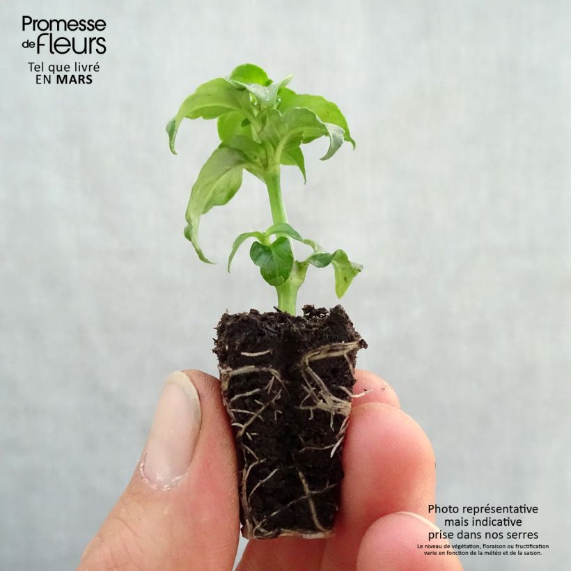 Exemplar von Pilzkraut - Rungia klossii Mini-Plug Ø 3/4 cm wie im Frühjahr geliefert