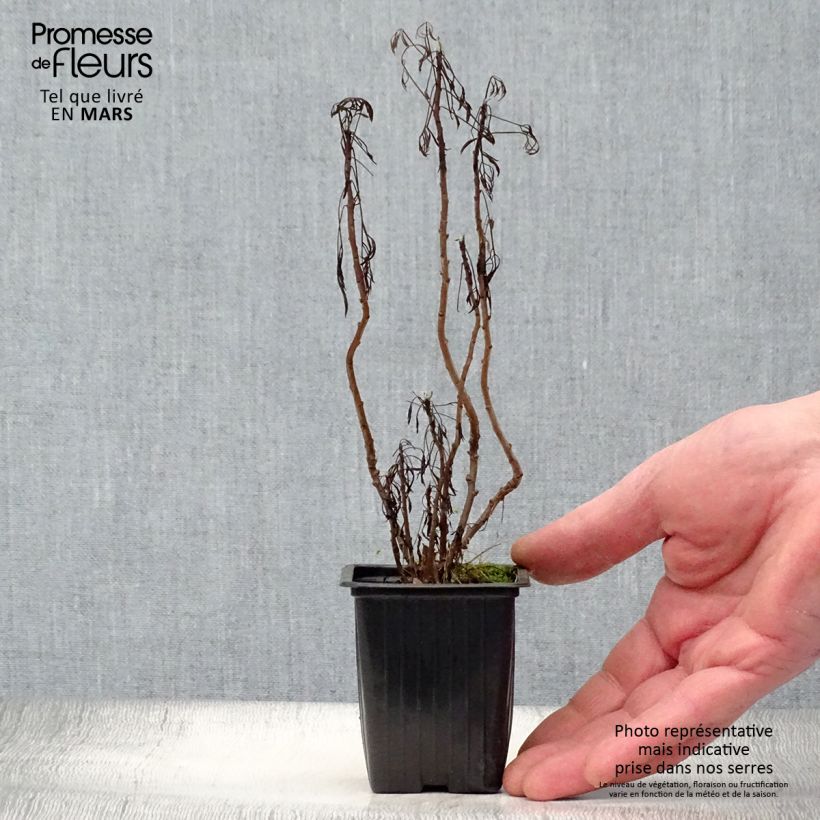 Exemplar von Eberraute Maritima - Artemisia abrotanum var. maritima Kleine Töpfe von 7/8 cm wie im Frühjahr geliefert