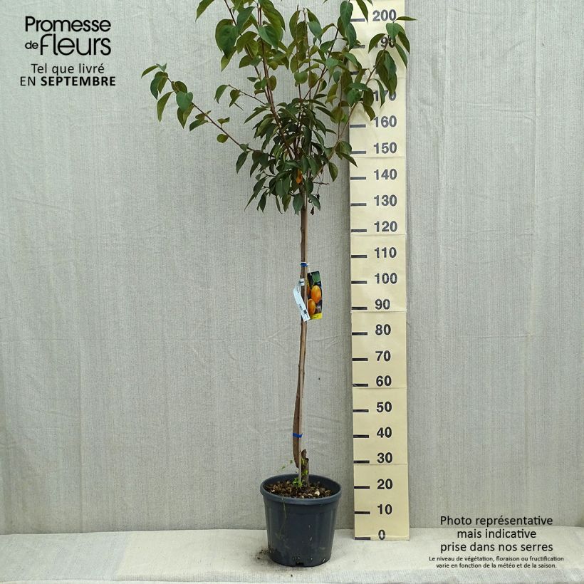 Exemplar von Kaki-Pflaume Vanilila - Diospyros kaki Topf mit 12L/15L, Halbstamm wie im Sommer geliefert