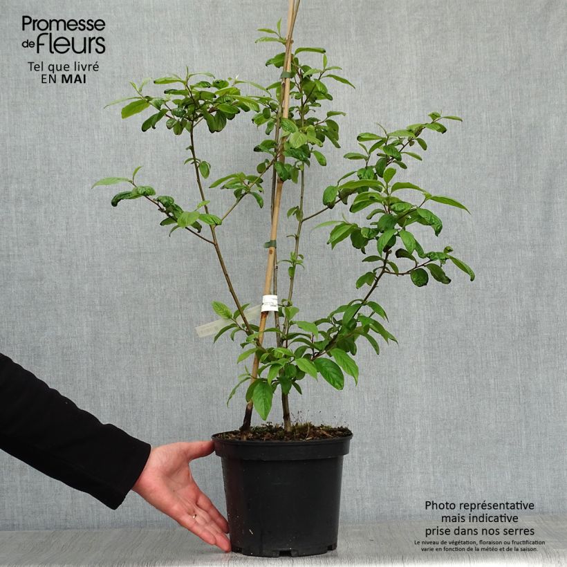 Example of Dattelpflaume - Diospyros lotus Topf mit 3L/4L as you get in printemps