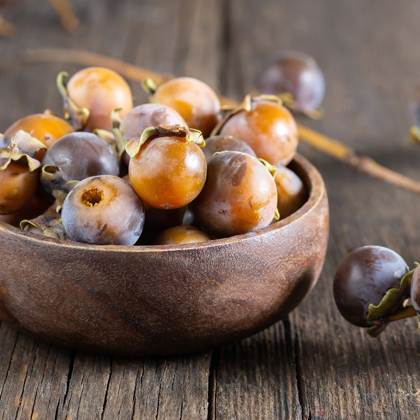 Dattelpflaume - Diospyros lotus (Harvest)