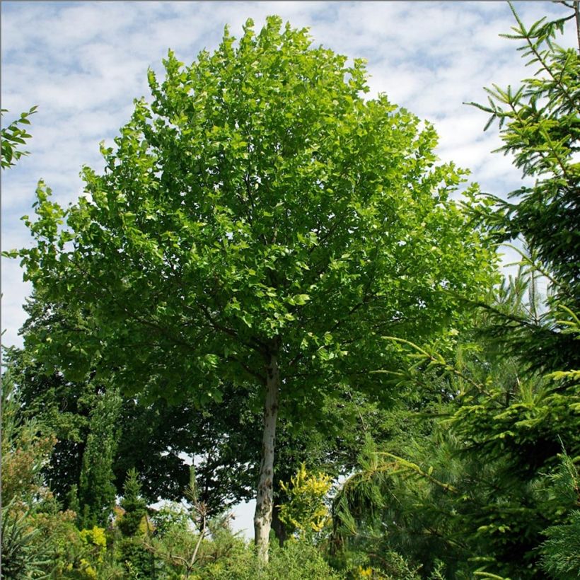 Morus alba - Weißer Maulbeerbaum (Wuchs)