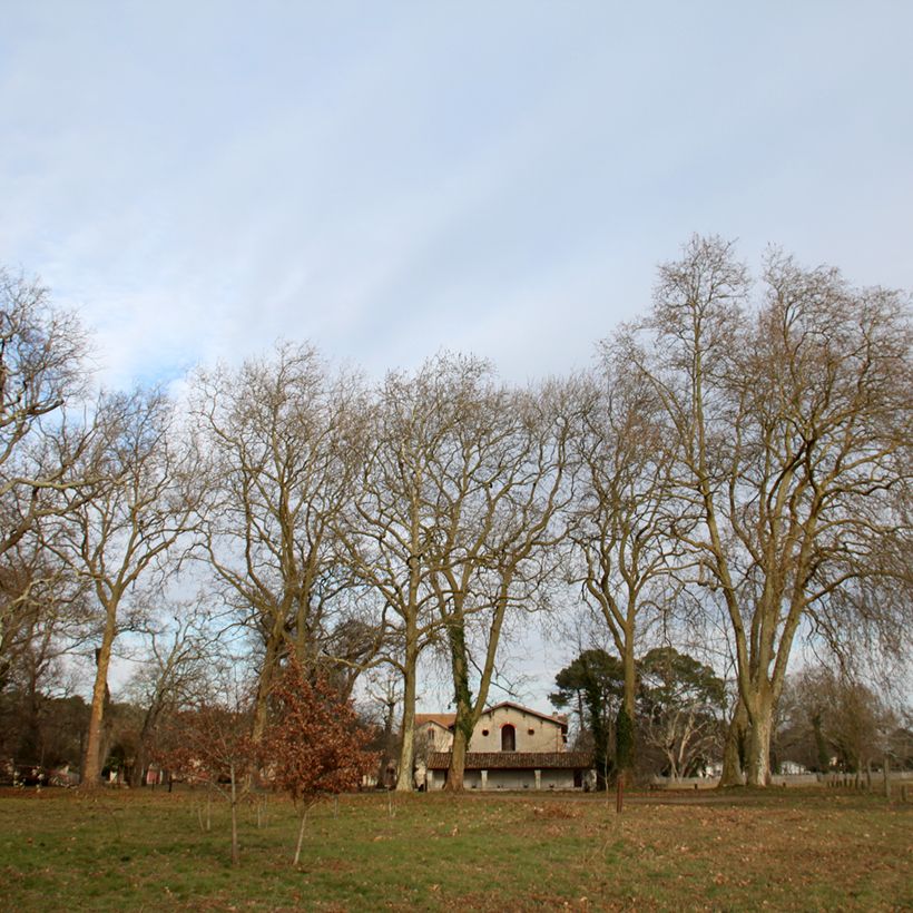 Platanus hispanica - Ahornblättrige Platane (Wuchs)