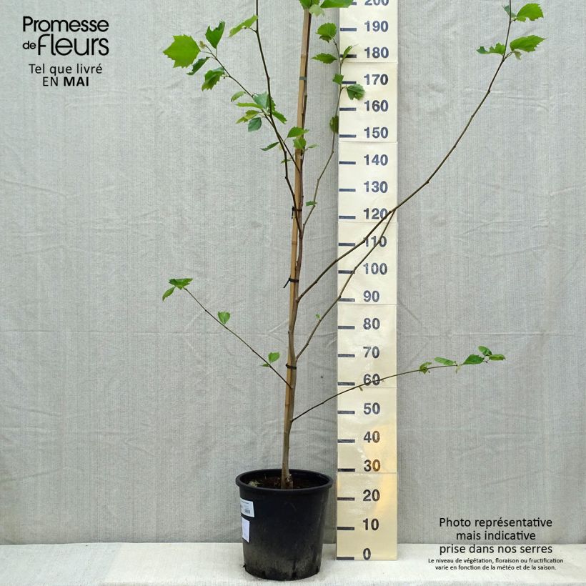 Exemplar von Platanus hispanica - Ahornblättrige Platane Topf mit 7,5L/10L wie im Frühjahr geliefert